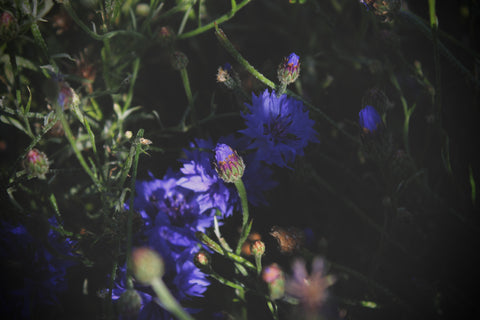 Cornflower in my garden