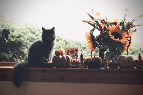 Autumn decoration and my cat