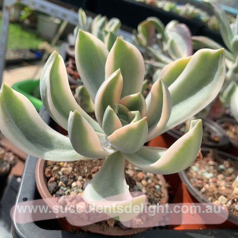 Graptoveria A Grimm One 蜜桃格林– Succulents Delight