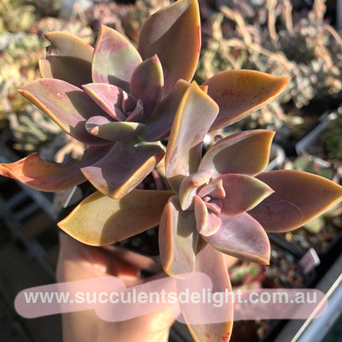 Graptoveria A Grimm One 蜜桃格林– Succulents Delight