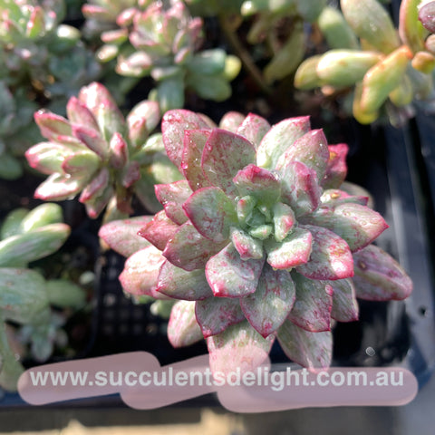 Aeonium Big Bang 拉丝法师– Succulents Delight