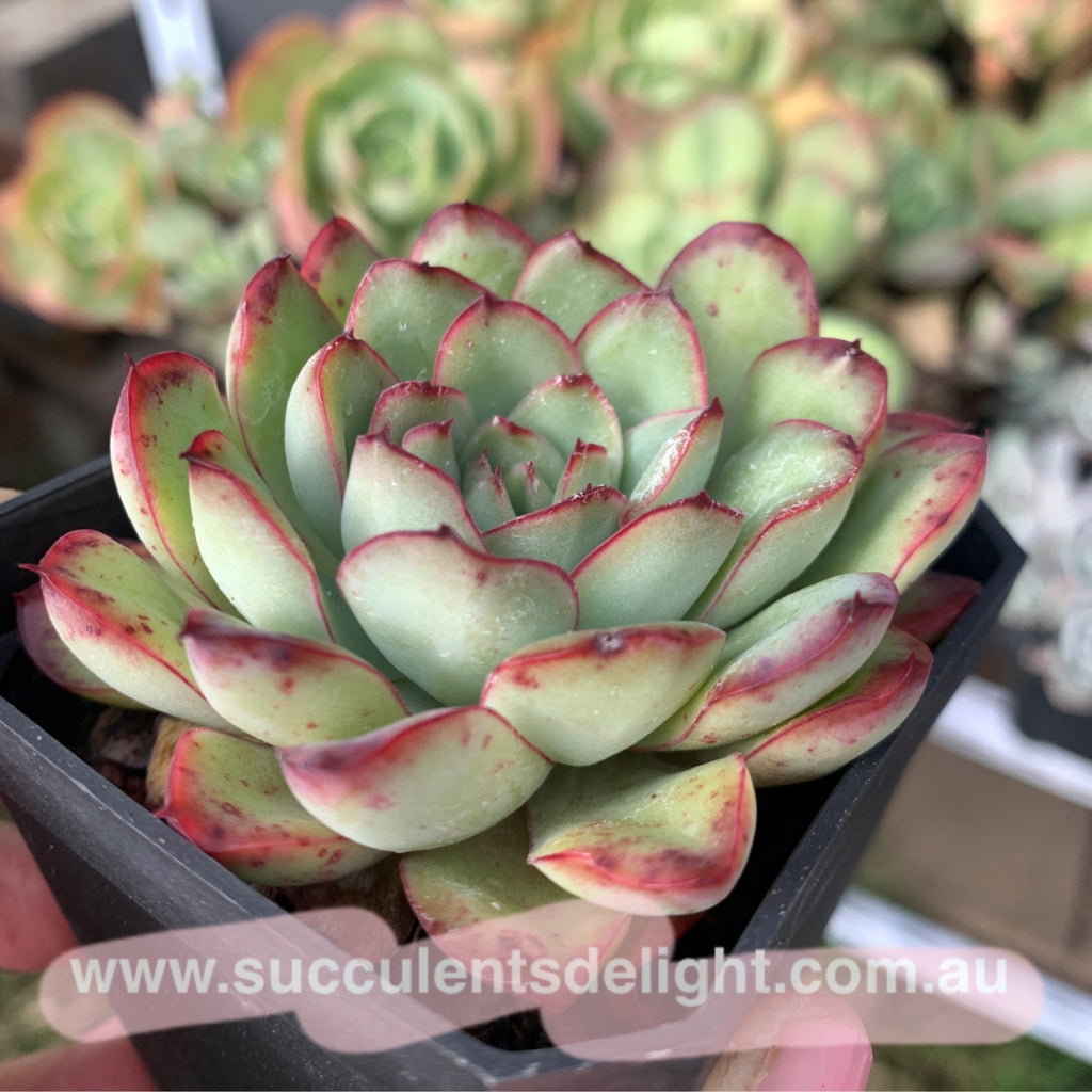 Echeveria Mexican Pulidonis 墨西哥花月夜 Succulents Delight