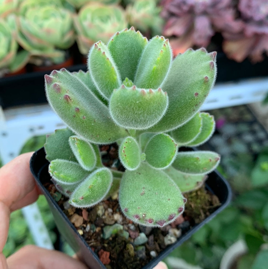 Cotyledon Tomentosa Bear S Paw 熊童子 Succulents Delight