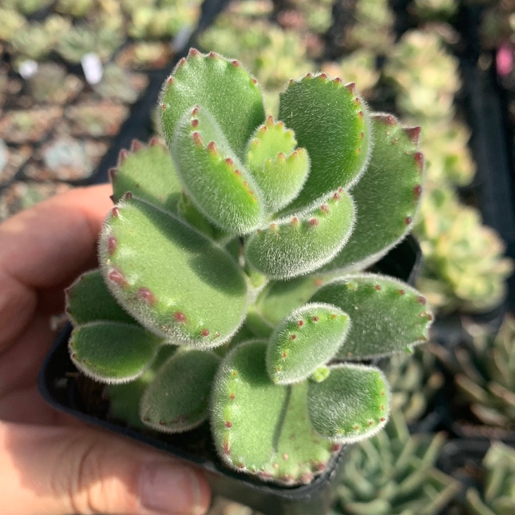 Cotyledon Tomentosa Bear S Paw 熊童子 Succulents Delight