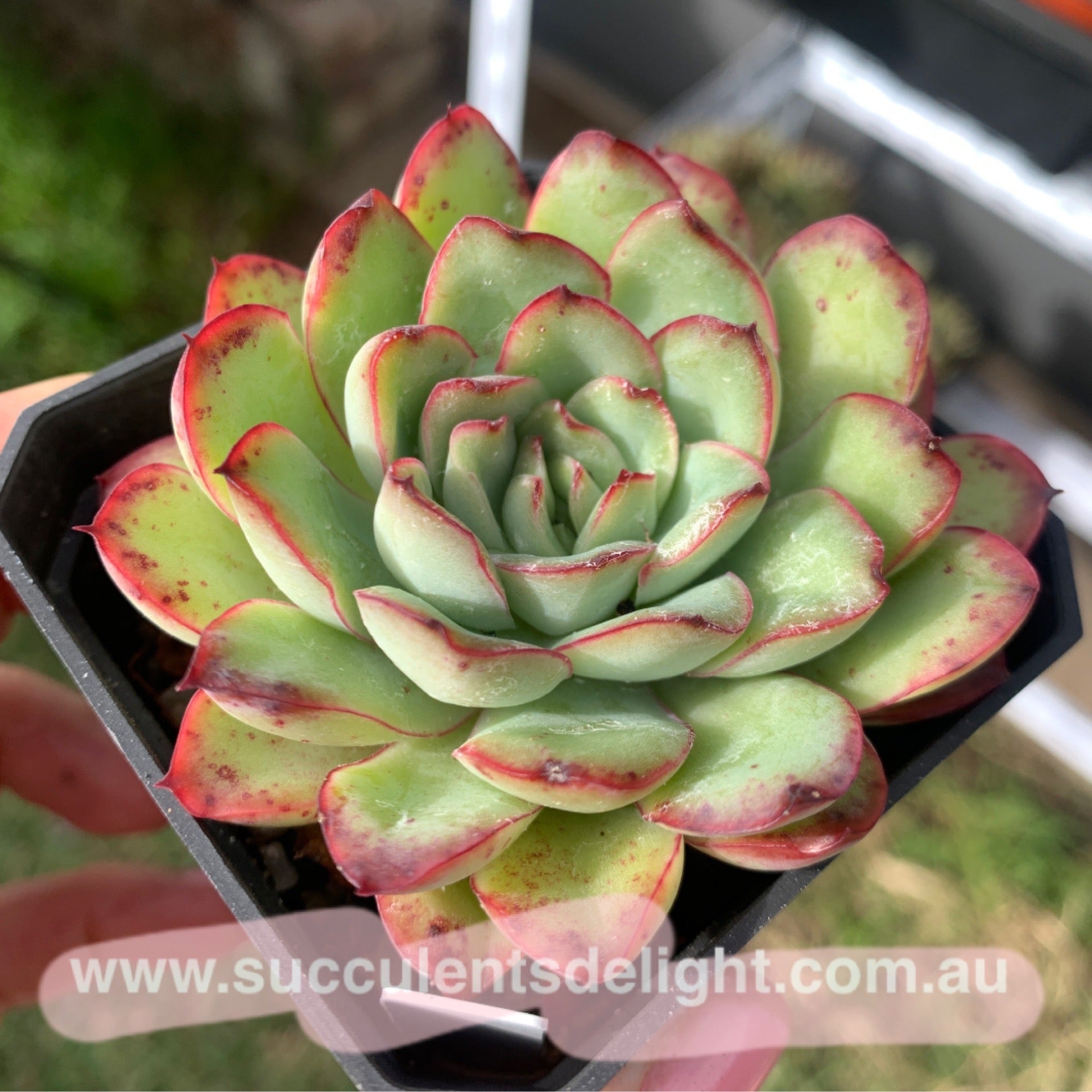 Echeveria Mexican Pulidonis 墨西哥花月夜 Succulents Delight