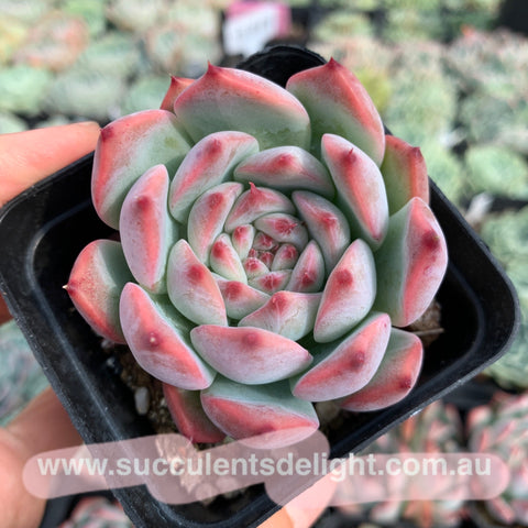 Echeveria Sunset Peony Variegated 夕阳牡丹锦– Succulents Delight