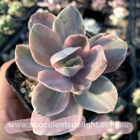 Echeveria Sunset Peony Variegated 夕阳牡丹锦– Succulents Delight