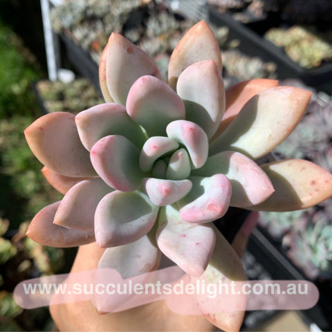 Graptoveria A Grimm One 蜜桃格林– Succulents Delight