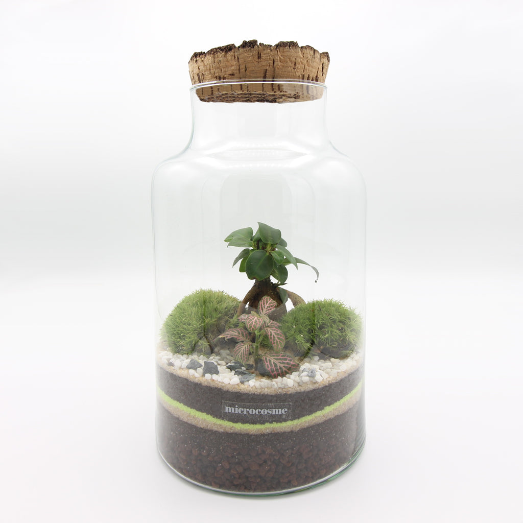 Composer son terrarium avec un Kit terrarium plante DIY – La Green