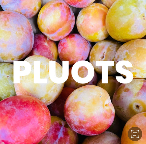 Pluot Infusions