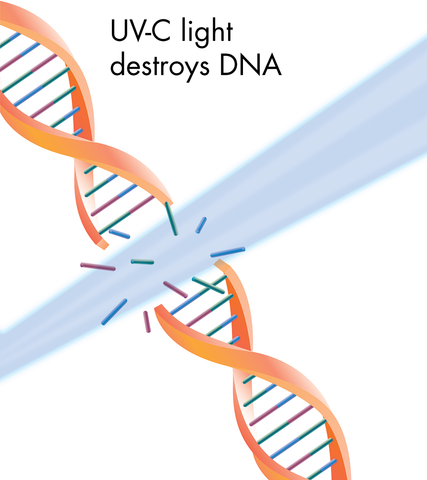 UV-C light destroys DNA