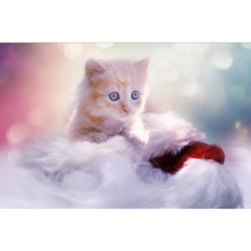 My Cats - Adorable Cat & Kitten HD Wallpapers - MyStart