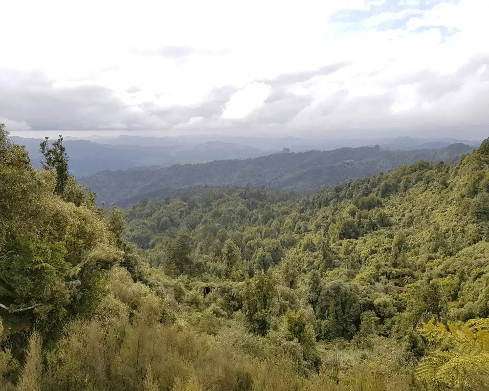 ニュージーランドの森の眺め