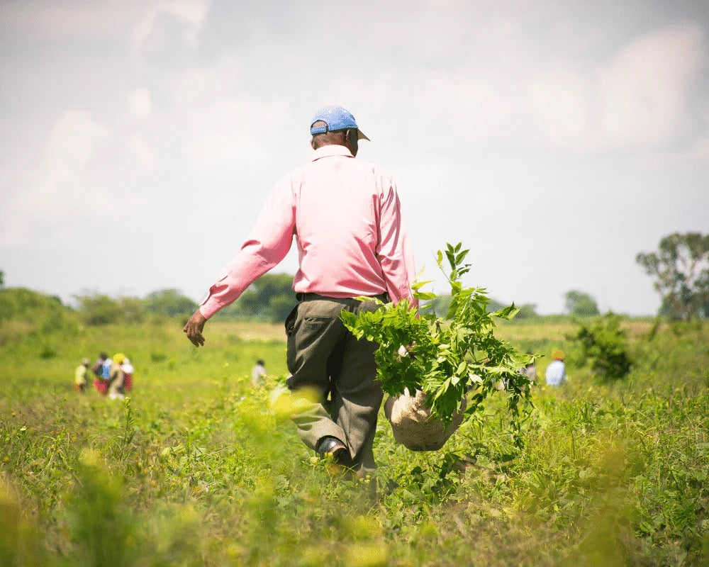 man planting trees in tanzania