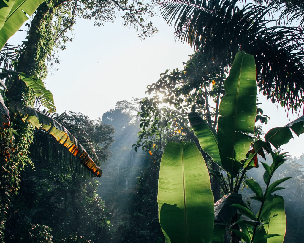 アマゾン　熱帯雨林　環境保護　寄付
