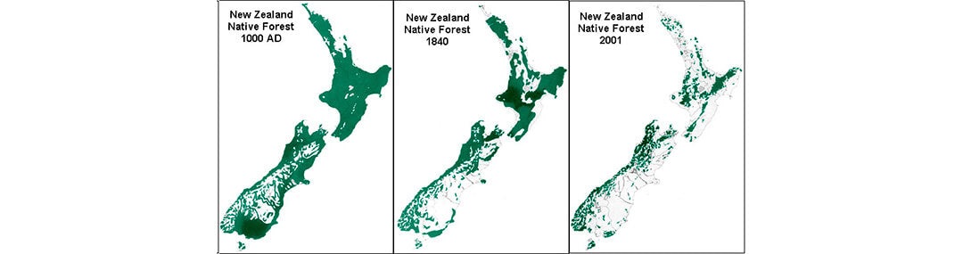 以前から今日までのニュージーランドの森の分散