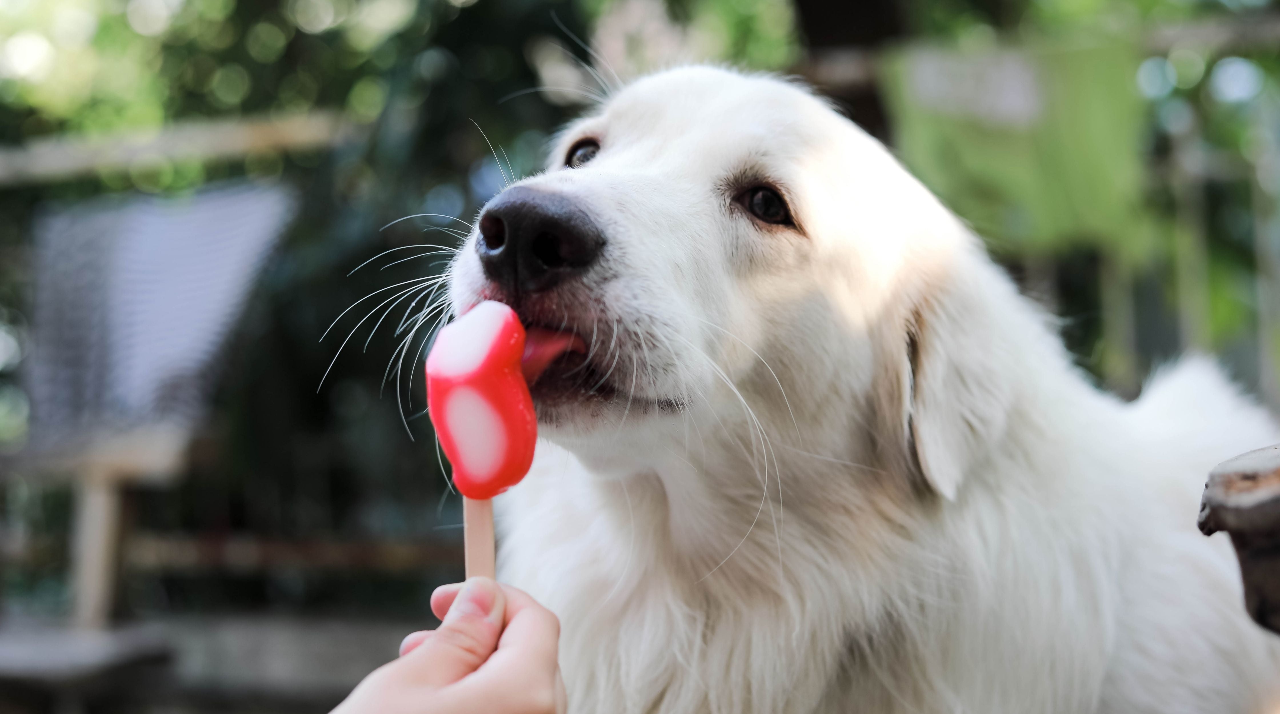 10 ways to keep your dog cool and hydrated this summer