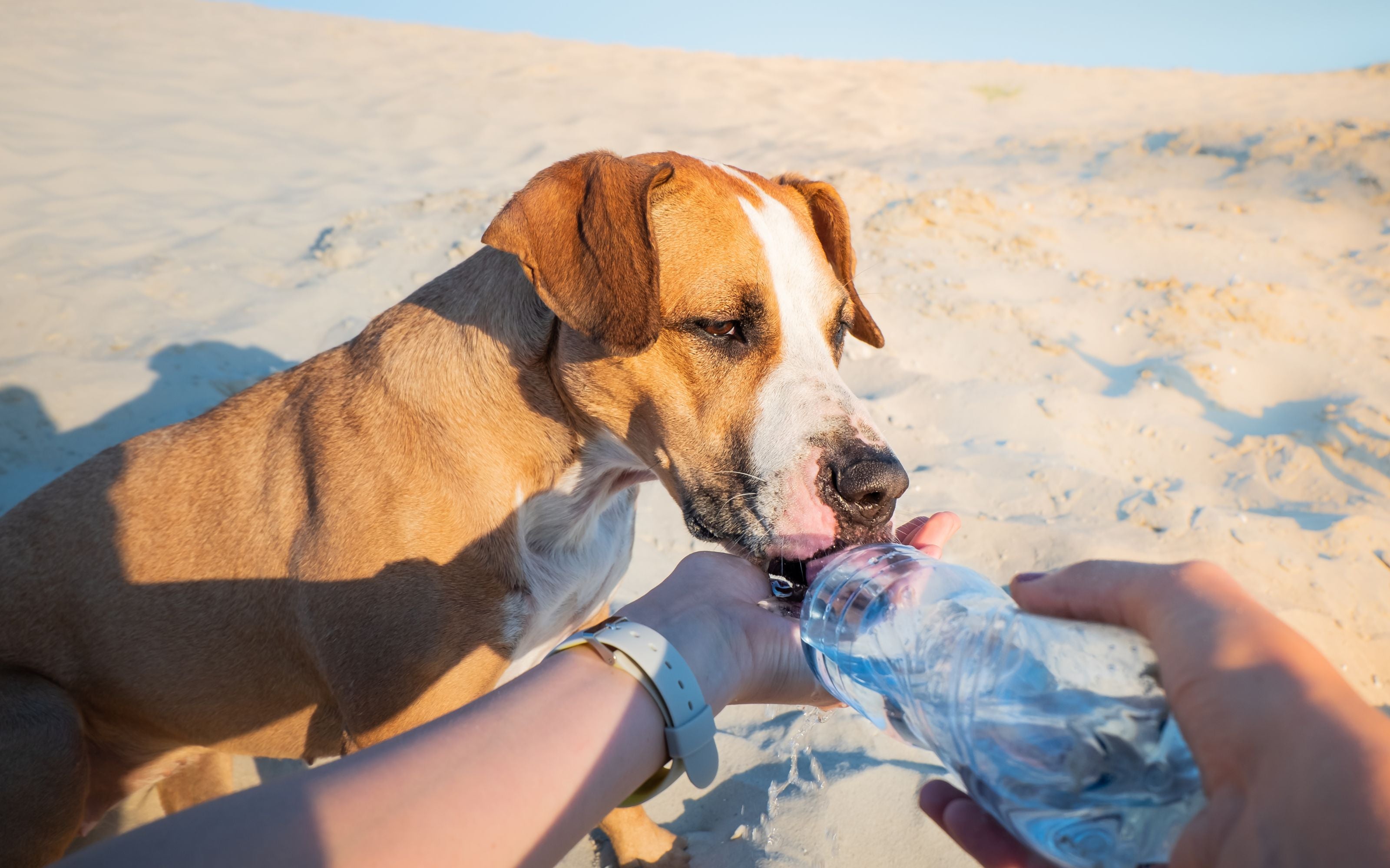 A Summer Guide to Heat Stress and Heat Exhaustion in Dogs