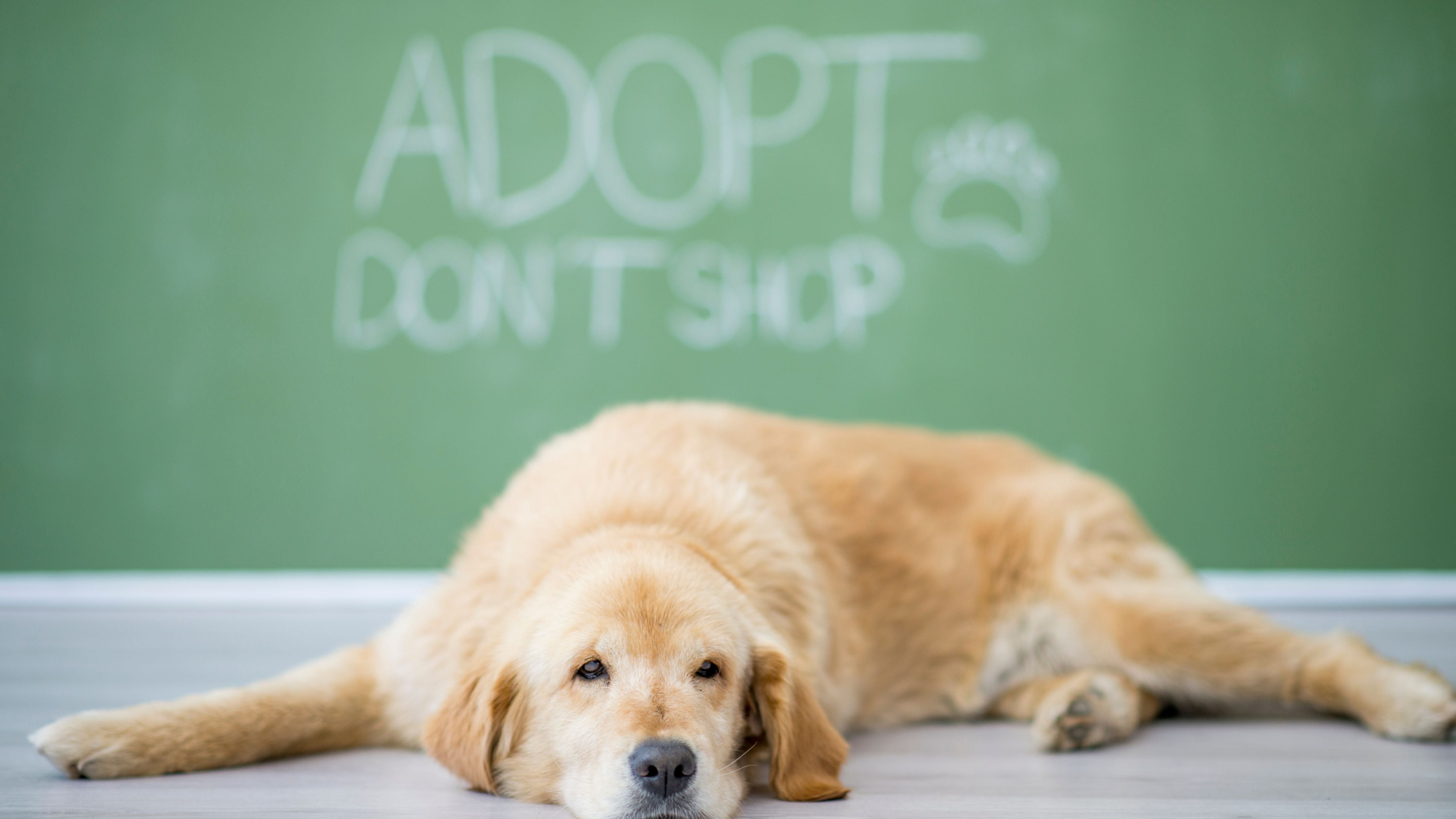 Adopt Don't Shop