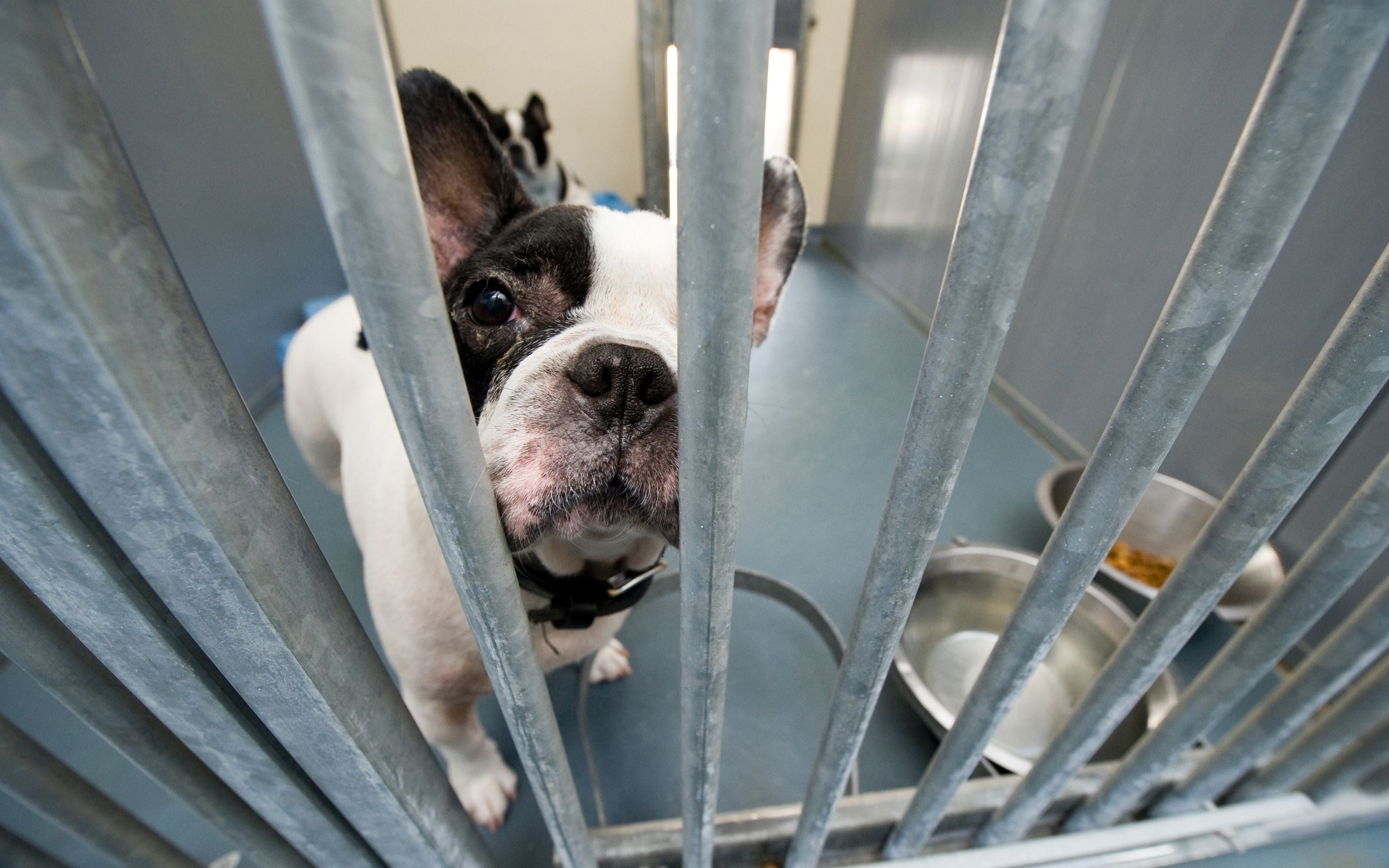 Clinton Animal Shelter Ran Out of Pet Food