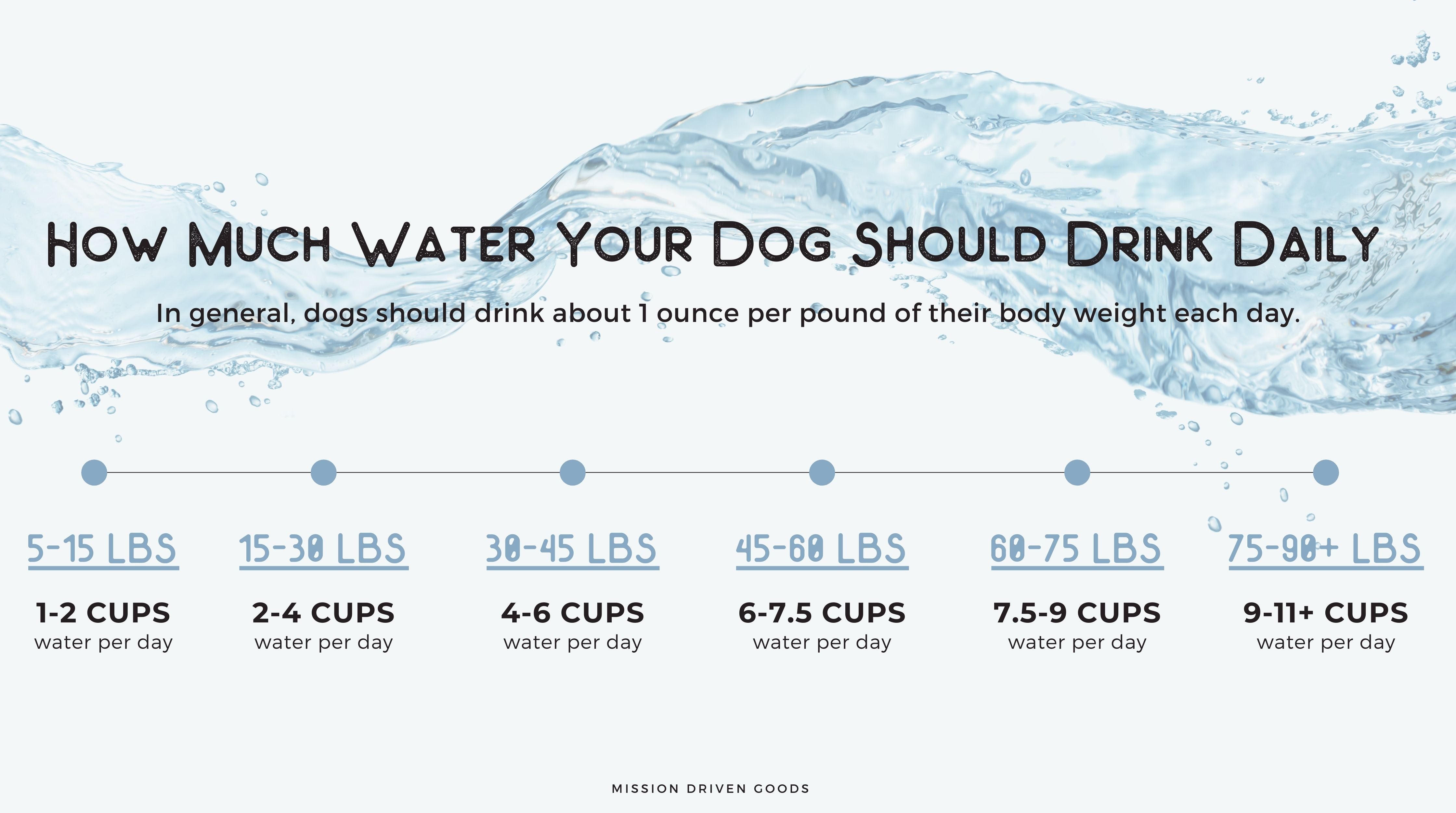 how much water you dog should drink daily
