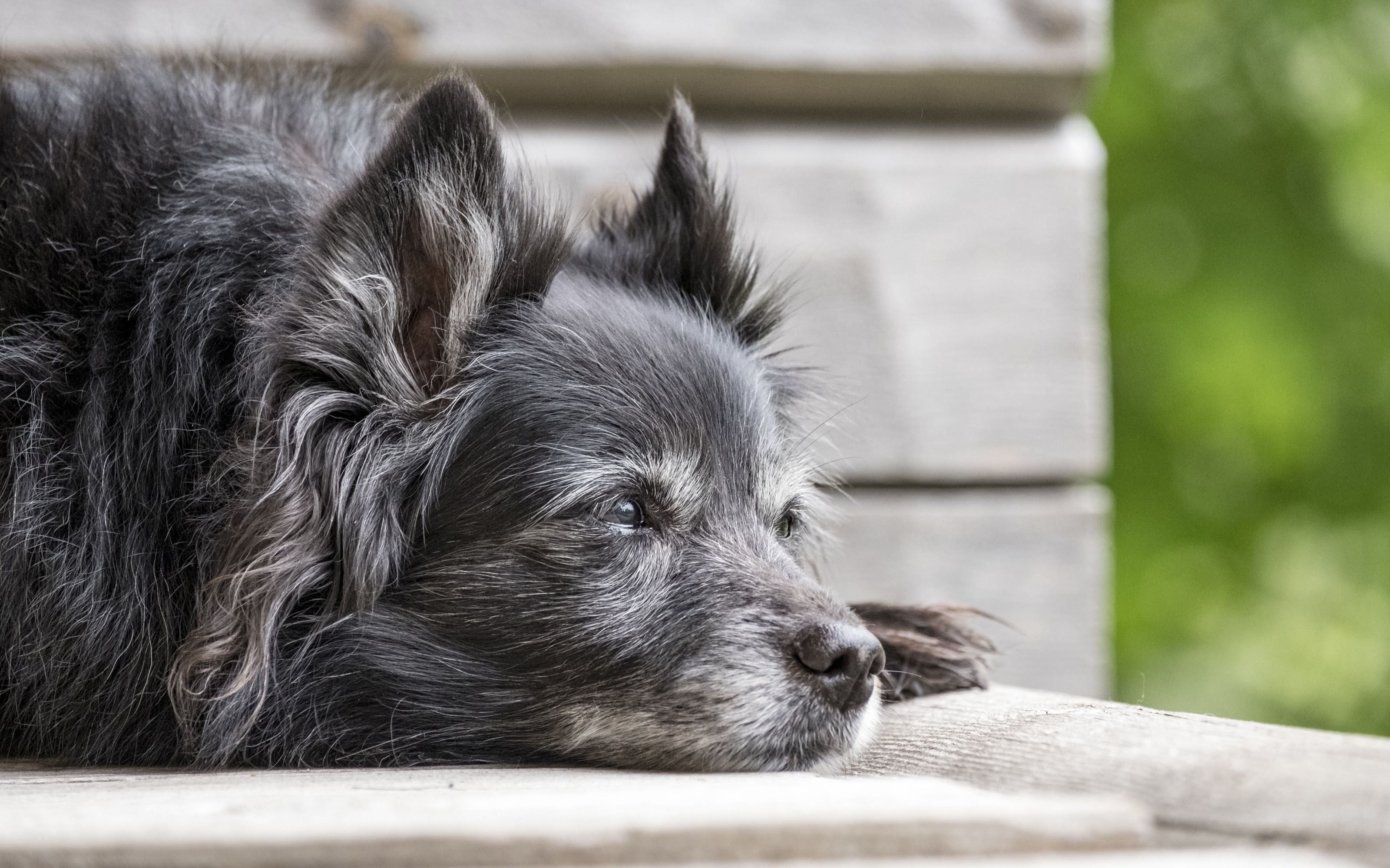 The Best Reasons for Adopting A Senior Dog Like Duke