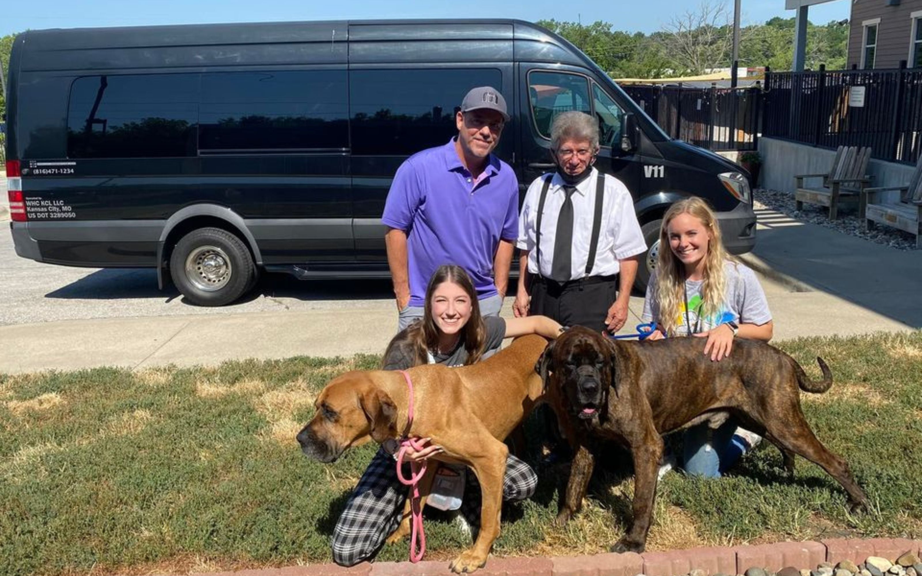 The Limo Adventure of Whiskey & Tango - Homeless Mastiffs Looking for a Forever Home 