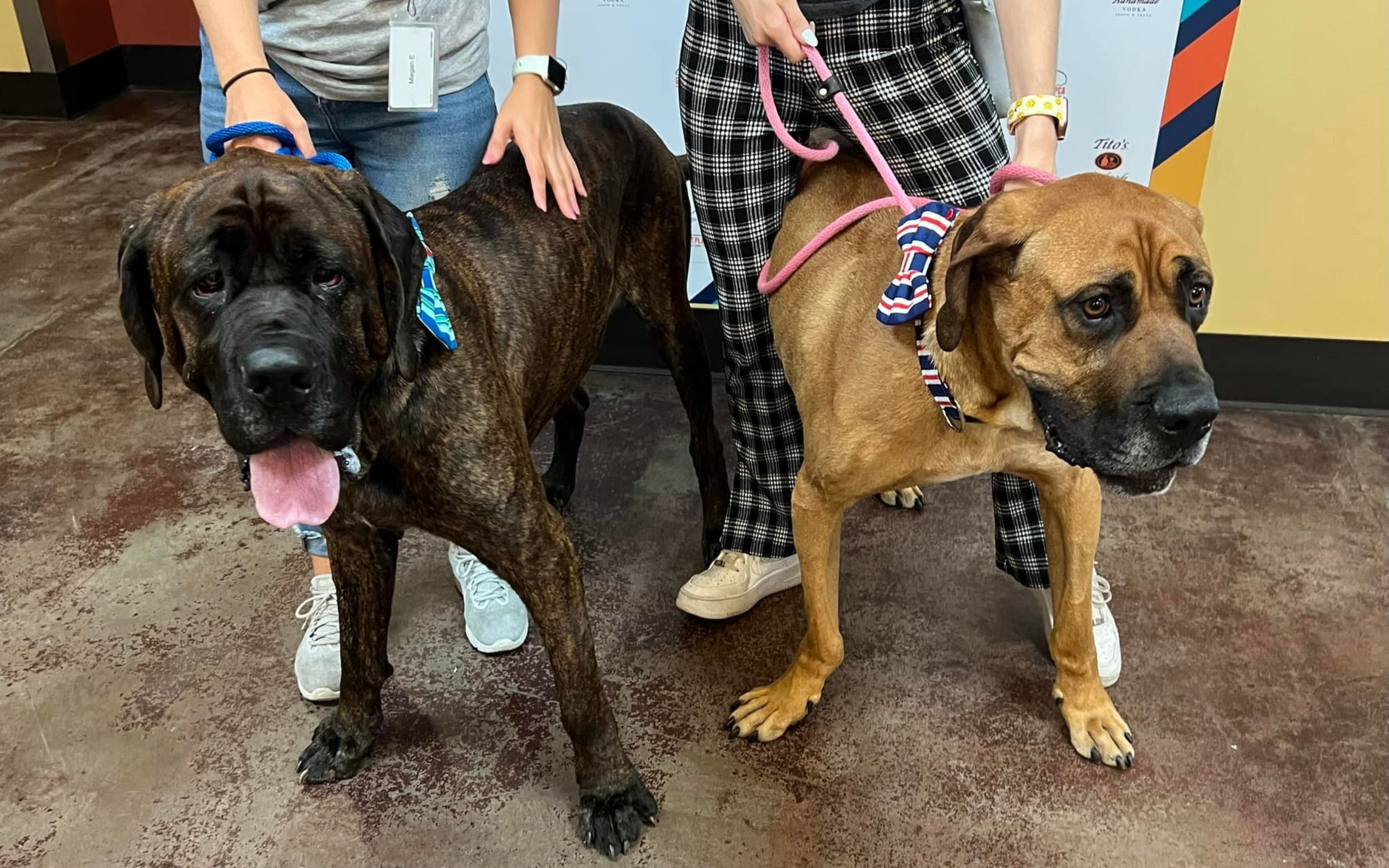The Limo Adventure of Whiskey & Tango - Homeless Mastiffs Looking for a Forever Home 