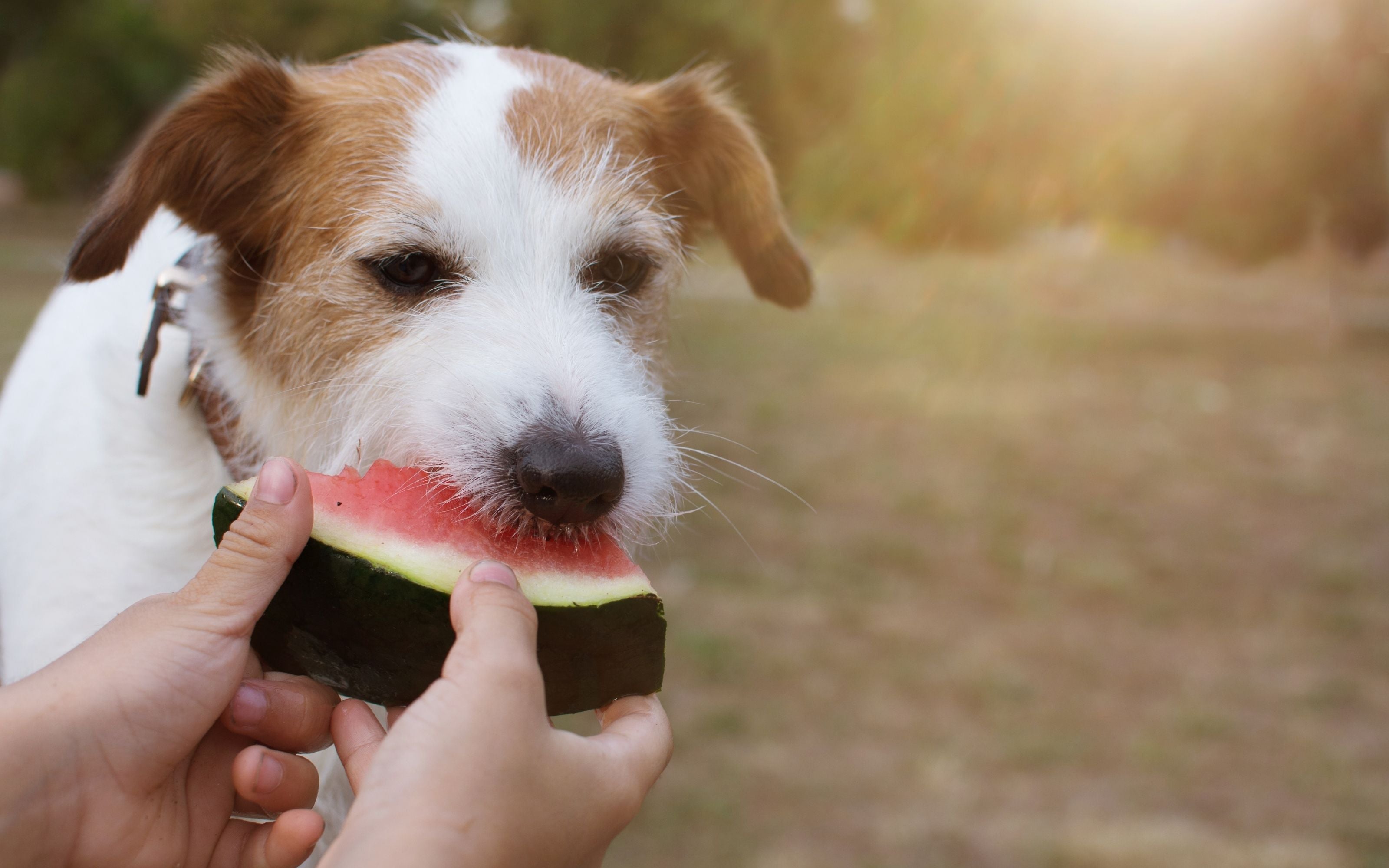 What Human Foods Can Dogs Eat? And What's Bad For Them_Blog_Mission Driven