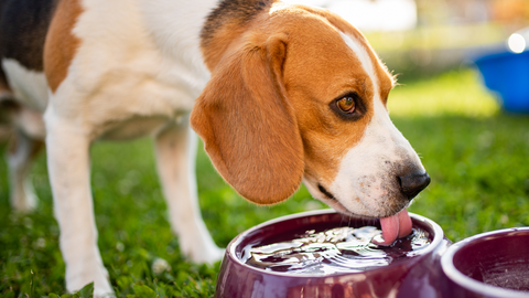 dog drinking water