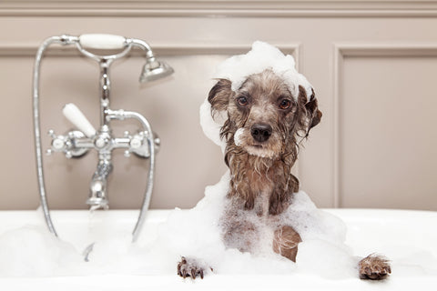 Dog bathing