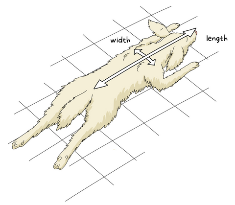 dog measuring for dog bed guide