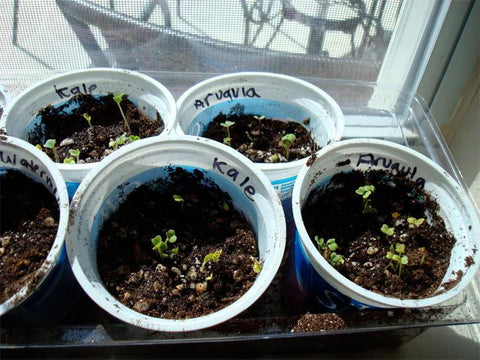 grow seedlings