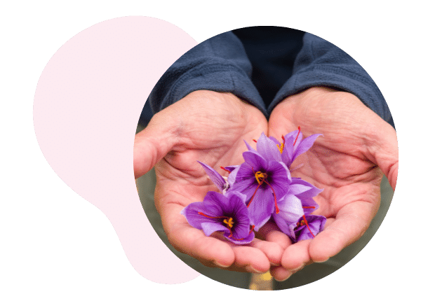 Krokus Blüten in Händen