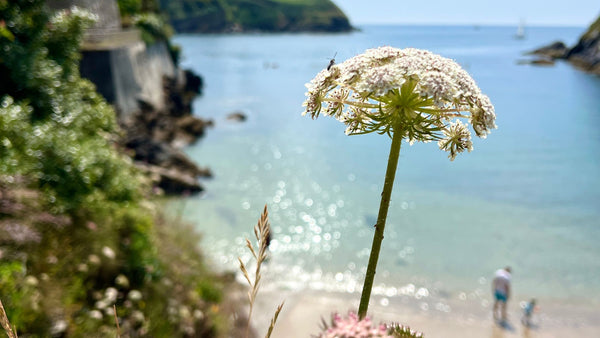 Cow parsley against the background of the sea at Readymoney Cove, Fowey, Cornwall on a sunny day
