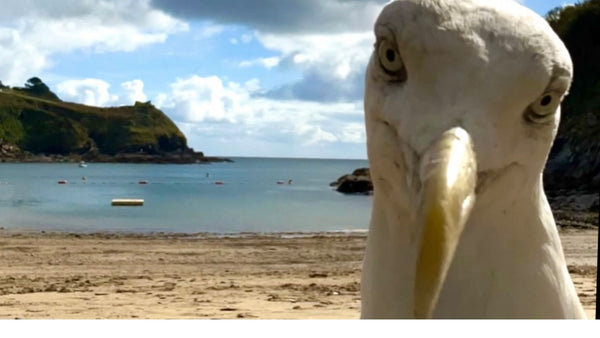 seagull selfie at Readymoney Cove