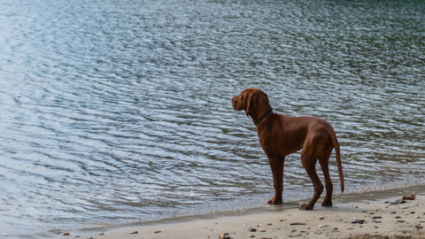 Dogs on the beach in Fowey