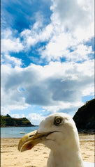 seagull selfie at Readymoney Cove, side view