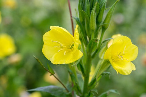  primrose oil benefits for skin
