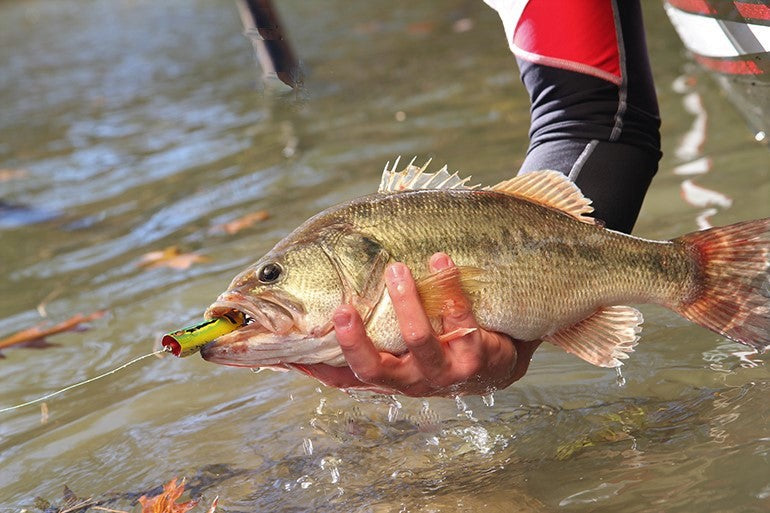 North Carolina Fishing License – FishingAmz