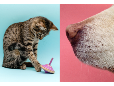 A cat plays with a toy. a dogs nose.