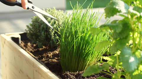 chives-planter