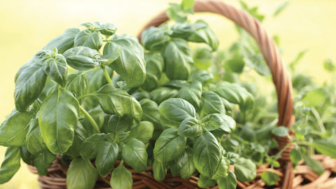 sweet-basil