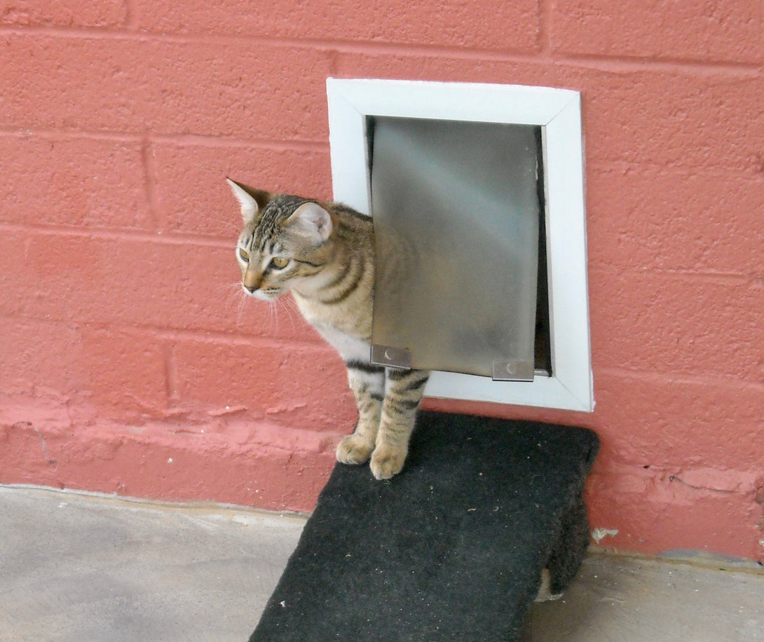 cat using a wall mount pet door