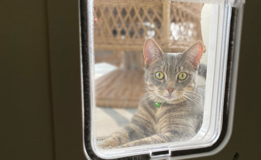 cat on the other side of a pet door