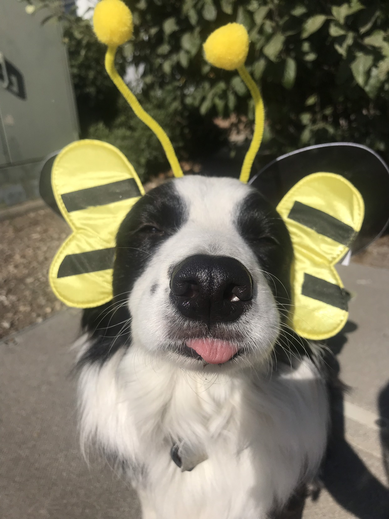 dog wearing bee head piece