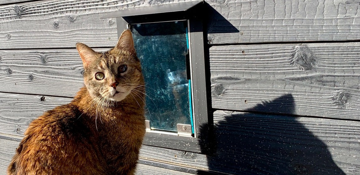 cat sitting in front of pet door