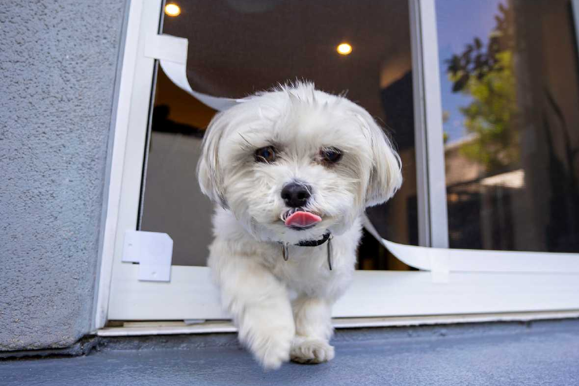 white dog using the screen conversion kit pet door for screens