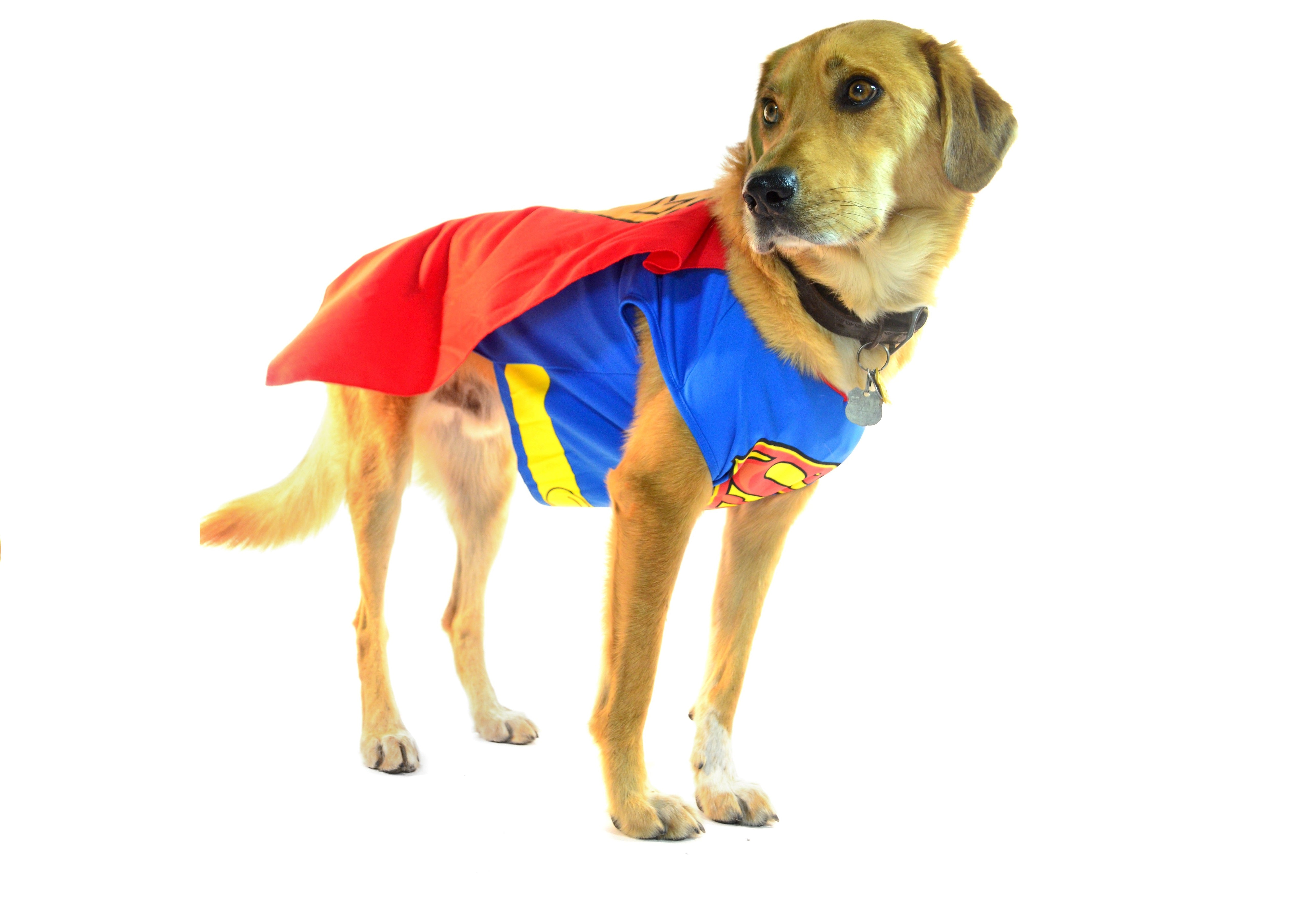 Do Dogs Like Halloween? Teaching Your Dog to Wear a Costume – Dragon ...