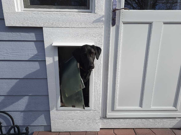 Hale Pet Door for Walls | Wall Pet Door for Dogs & Cats of All Sizes – Dragon Pet Door